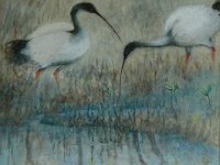 photos 045jpg  Ibis II - Oil on Gesso
